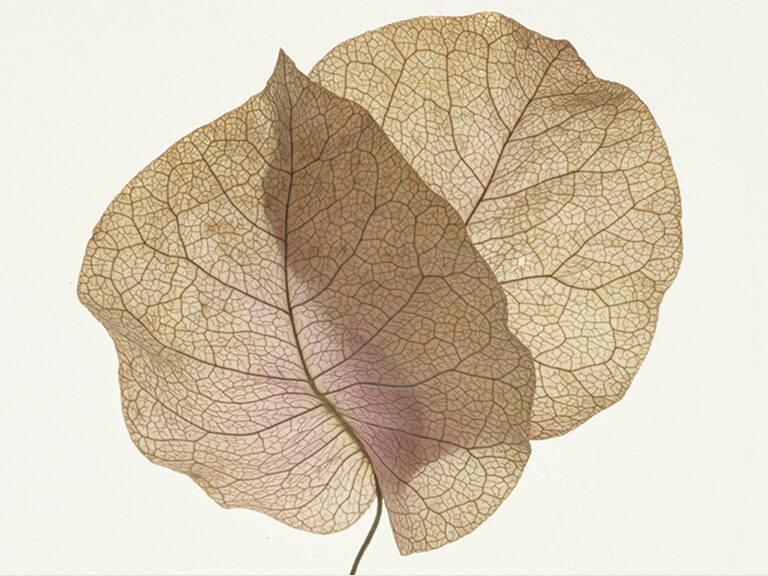 Botanicals - bougainvillea - Hayley Prior